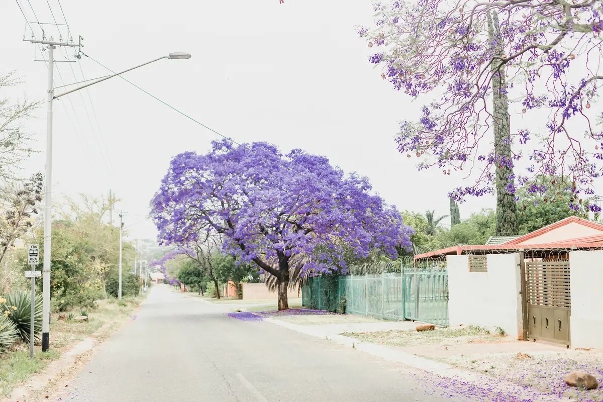 A Pretoria street lined with jacaranda trees in full purple bloom