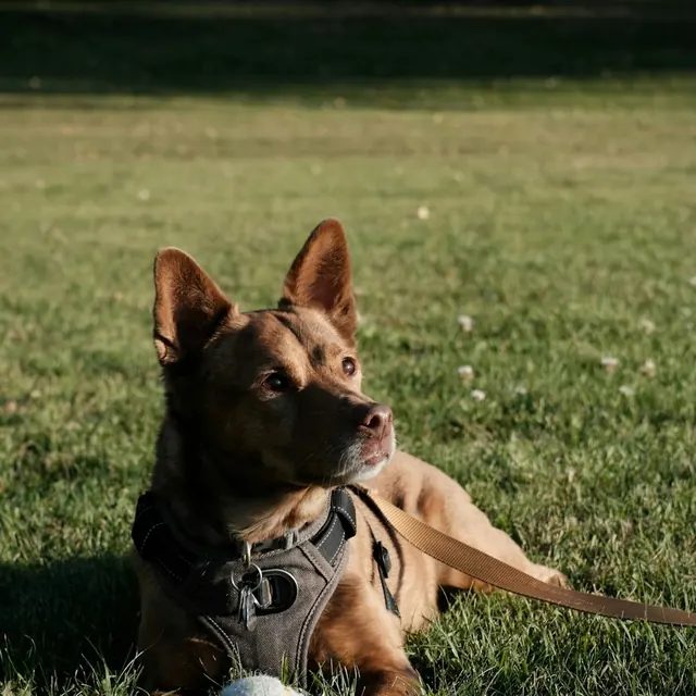 Biscuit, a brown rescue dog, lying on the grass